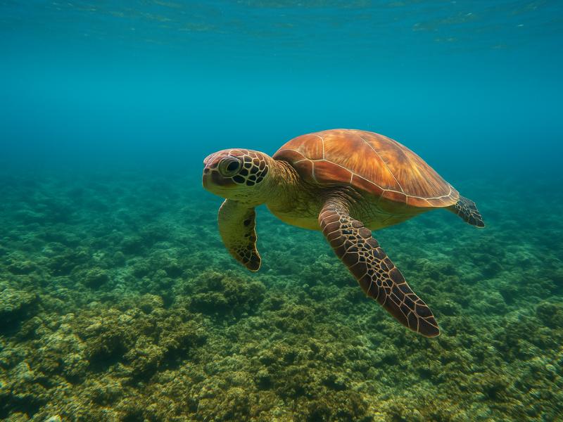 Daymaniyat Islands Snorkeling from Muscat (Lunch Included)