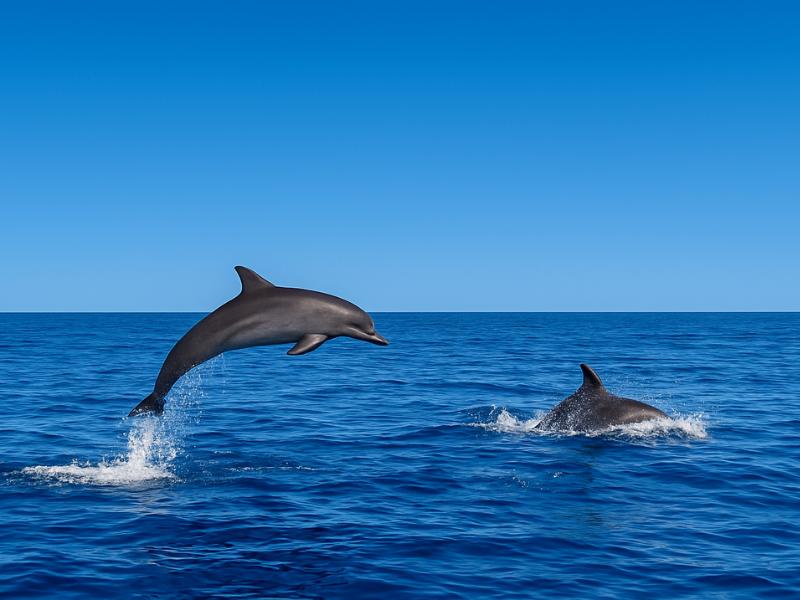 Dolphin Watching Tours in Oman (Muscat)