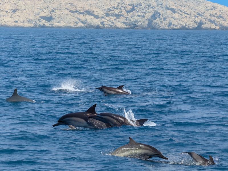 Muscat Dolphin & Snorkeling Adventure