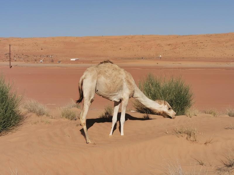 Private Full-Day Wahiba Sands & Wadi Bani Khalid from Muscat