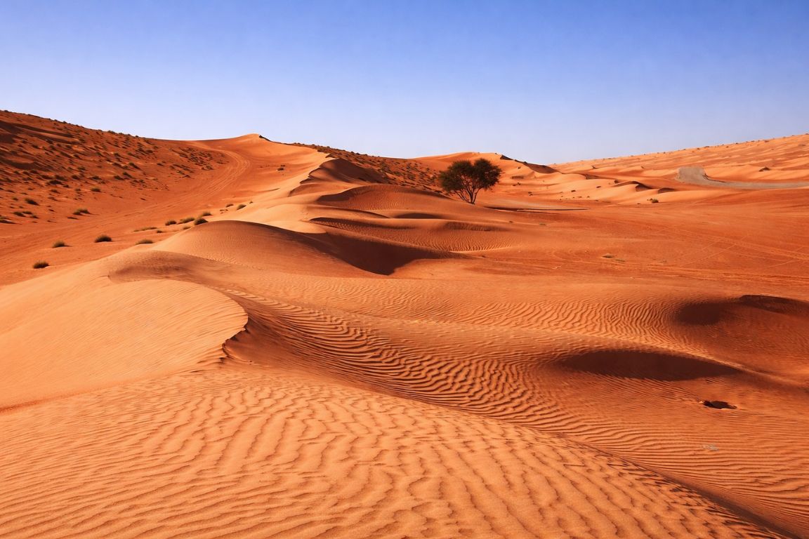 Golden sand dunes of Wahiba Sands Desert with lone tree in Oman explored during a tour with Oman Muscat Tours